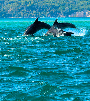 dolphins