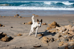 Life with a pet in Portugal: rules, insurance, and a few things that will surprise you