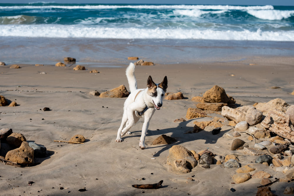 Life with a pet in Portugal: rules, insurance, and a few things that will surprise you
